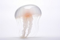 Jelly fish jellyfish animal invertebrate. 