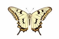 Butterfly animal insect. AI generated Image by rawpixel.