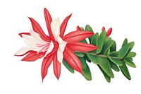 Christmas cactus flower plant petal. 