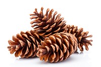 Pine cones plant tree white background. AI generated Image by rawpixel.