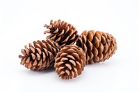 Pine cones plant white background freshness. AI generated Image by rawpixel.