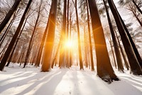 Forest tree sun landscape. AI generated Image by rawpixel.