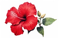 Red Hibiscus flower hibiscus plant white background. AI generated Image by rawpixel.