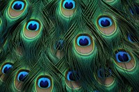 Peacock feather animal backgrounds bird. AI generated Image by rawpixel.
