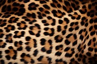Leopard print backgrounds wildlife cheetah