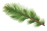 Pine plant tree fir. AI generated Image by rawpixel.