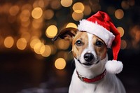 Jack russell christmas mammal animal. AI generated Image by rawpixel.