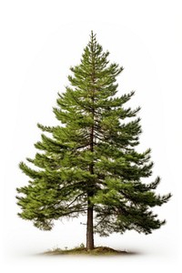 Pine tree plant white fir. AI generated Image by rawpixel.