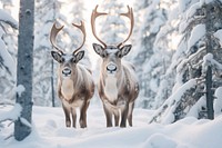 Two reindeer wildlife animal mammal. AI generated Image by rawpixel.