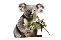 Koala koala wildlife animal. AI generated Image by rawpixel.