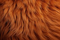 Lion backgrounds texture fur. AI generated Image by rawpixel.