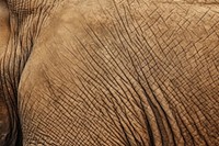 Elephant skin backgrounds wildlife animal. AI generated Image by rawpixel.