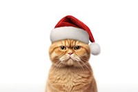 Real orange cat wearing christmas hat mammal animal kitten. AI generated Image by rawpixel.