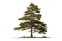 Tall pine tree plant fir white background. AI generated Image by rawpixel.