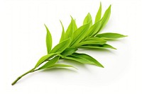 Green tea leaf green plant herbs. AI generated Image by rawpixel.