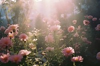 Flower garden nature sunlight outdoors. AI generated Image by rawpixel.