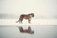 Gallery tiger wildlife animal mammal. AI generated Image by rawpixel.