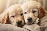 Baby golden retrievers cuddling animal mammal puppy. AI generated Image by rawpixel.