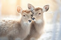 Deers cuddling wildlife animal mammal. AI generated Image by rawpixel.
