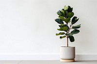 Ficus lyrata tree bonsai plant. AI generated Image by rawpixel.