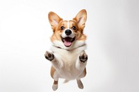 Excited dog mammal animal pet. AI generated Image by rawpixel.