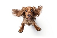 Young dog spaniel pet animal. AI generated Image by rawpixel.
