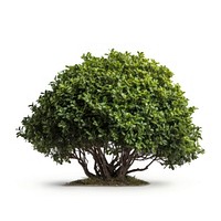 Bush bonsai plant tree. AI generated Image by rawpixel.