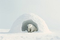 Polar bear snow wildlife outdoors. AI generated Image by rawpixel.