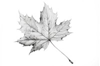  Autumn plant maple leaf drawing sketch white. AI generated Image by rawpixel.