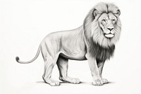  Lion sit drawing sketch mammal. AI generated Image by rawpixel.