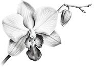  Orchid drawing sketch flower. AI generated Image by rawpixel.