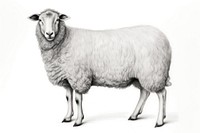  Sheep drawing sketch livestock. AI generated Image by rawpixel.