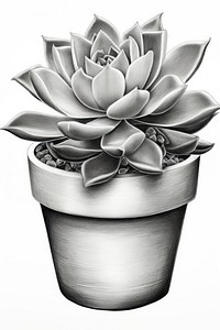  Drawing sketch plant pot. 