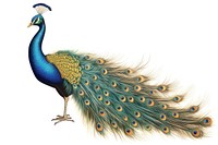 A peacock feather animal bird