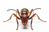 Ant animal insect hornet. AI generated Image by rawpixel.