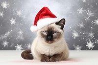 Christmas cat siamese mammal animal. 