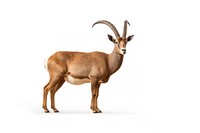 Nubian ibex wildlife animal mammal. AI generated Image by rawpixel.