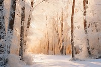 Winter forest landscape outdoors
