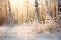Forest frost outdoors woodland. AI generated Image by rawpixel.