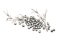 Peppercorns drawing sketch white background.