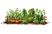 Vegetable garden outdoors plant herbs. 