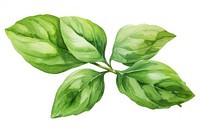 Basil leaf watercolor plant herbs white background. AI generated Image by rawpixel.