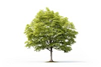 Beech tree plant white background tranquility. 