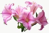 Belladonna lilies pink blossom flower petal. AI generated Image by rawpixel.