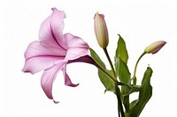 Belladonna lily flower petal plant. AI generated Image by rawpixel.