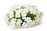 Candytuft flower plant petal. AI generated Image by rawpixel.