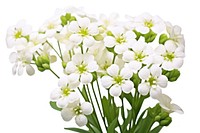 Candytuft blossom flower petal. AI generated Image by rawpixel.