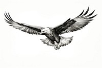 Eagle flying sketch bw animal white bird. AI generated Image by rawpixel.