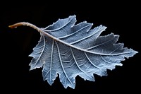 Frosty leaf outdoors nature plant. 