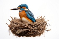 Kingfisher nesting animal bird beak. 